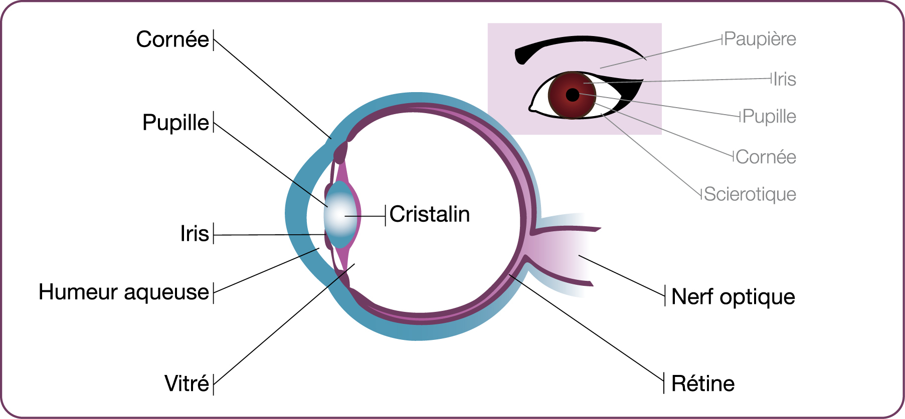 exo_opt_4/images/AnatomieOeil.jpg